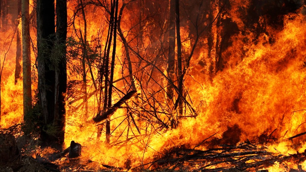 What’s Really To Blame For Australia’s Bushfires